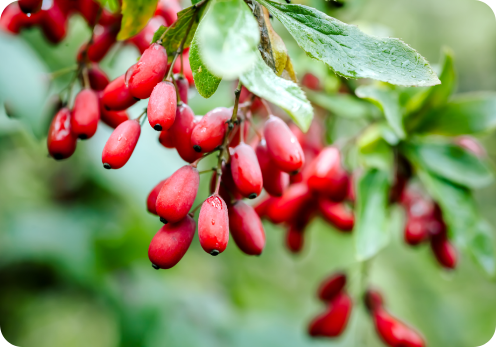 Clusters of red barberries on a branch with green leaves