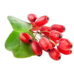 Berberine HCL